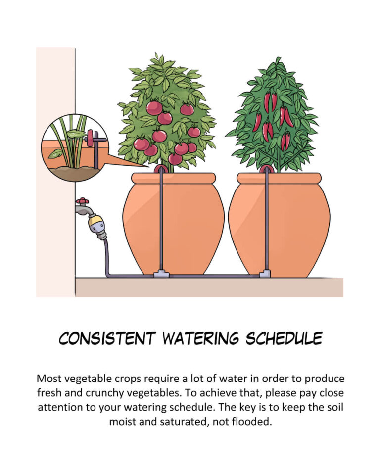Episode 6: Basic Tips of Vegetables Container Gardening

Consistent Watering Schedule

Most vegetable crops require a lot of water in order to produce fresh and crunchy vegetables. To achieve that, please pay close attention to your watering schedule. The key is to keep the soil moist and saturated, not flooded.
