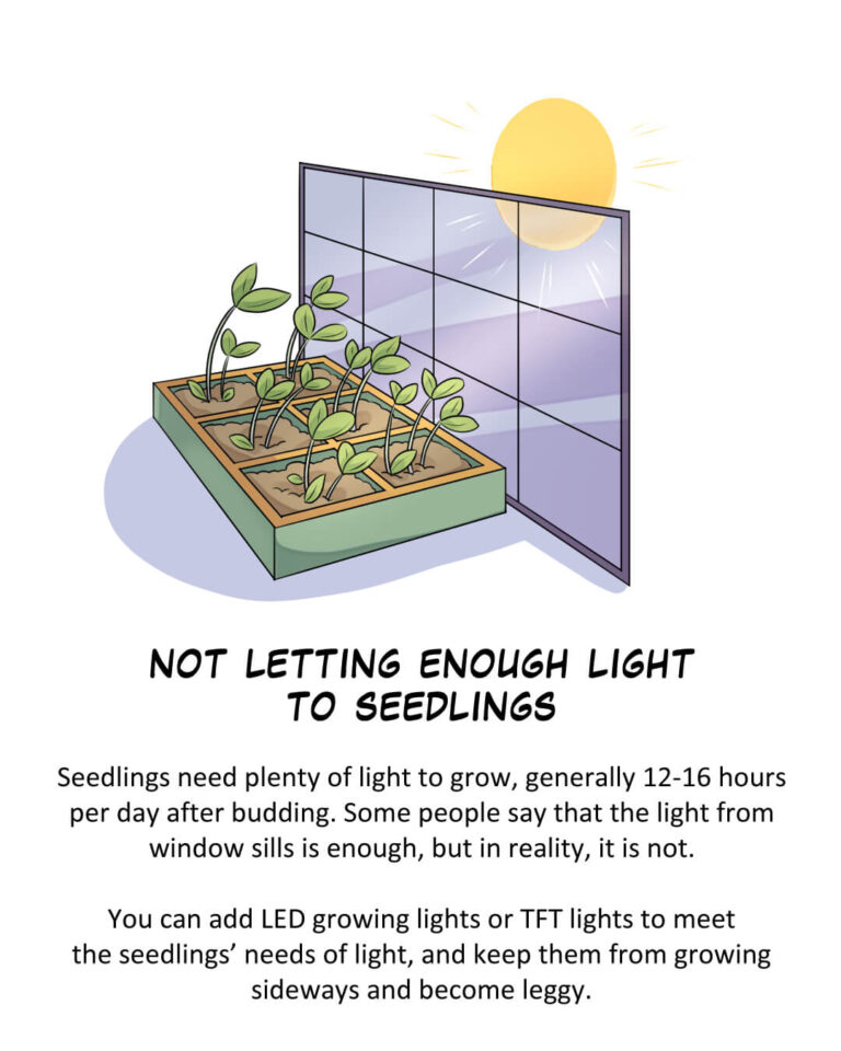 Common Mistakes When Starting from Seeds

Not Letting Enough Light to Seedlings

Seedlings need plenty of light to grow, generally 12-16 hours per day after budding. Some people say that the light from window sills is enough, but in reality, it is not.

You can add LED growing lights or TFT lights to meet the seedlings’ needs of light, and keep them from growing sideways and becoming leggy.
