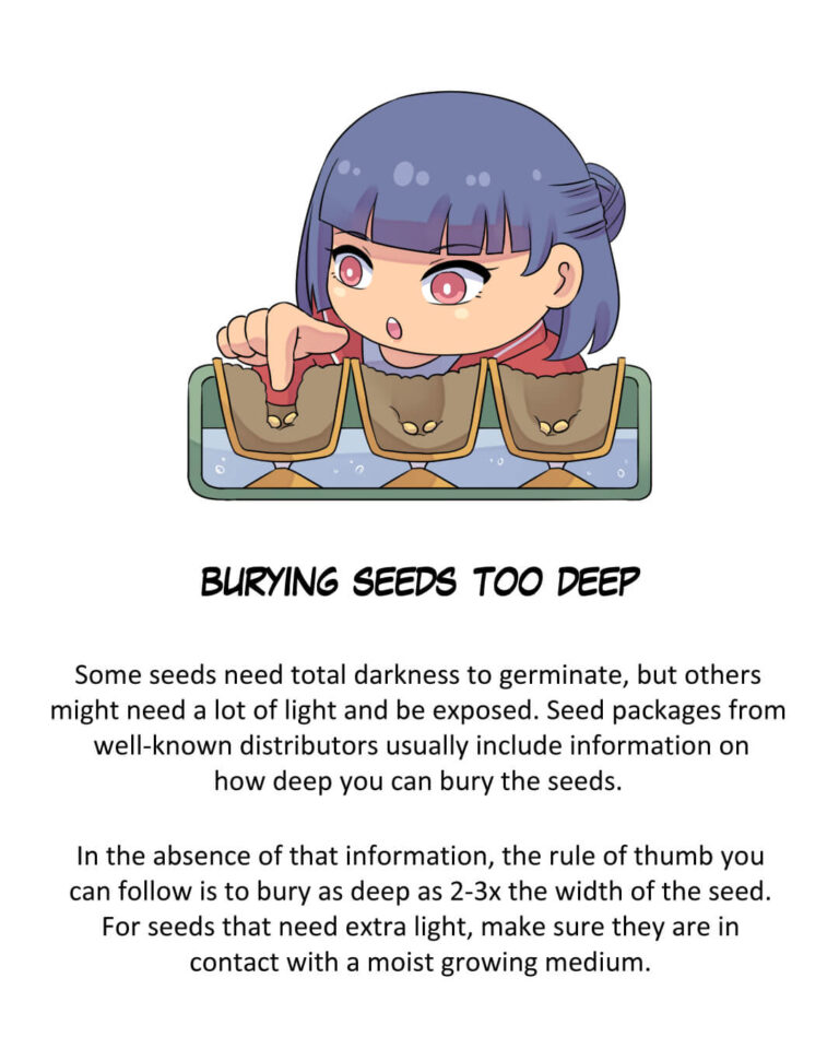 Common Mistakes When Starting from Seeds

Burying Seeds Too Deep

Some seeds need total darkness to germinate, but others might need a lot of light and be exposed. Seed packages from well-known distributors usually include information on how deep you can bury the seeds.

In the absence of that information, the rule of thumb you can follow is to bury as deep as 2-3x the width of the seed. For seeds that need extra light, make sure they are in contact with a moist growing medium.
