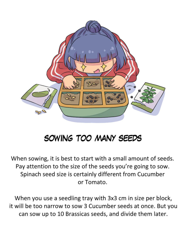 Common Mistakes When Starting from Seeds

Sowing Too Many Seeds

When sowing, it is best to start with a small number of seeds. Pay attention to the size of the seeds you’re going to sow. Spinach seed size is certainly different from Cucumber or Tomato.

When you use a seedling tray with 3x3 cm in size per block, it will be too narrow to sow 3 Cucumber seeds at once. But you can sow up to 10 Brassicas seeds, and divide them later.