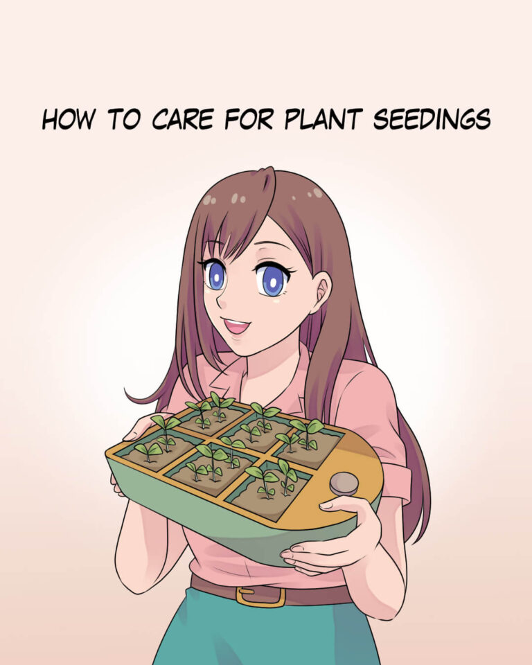 How to Care for Plant Seedlings
