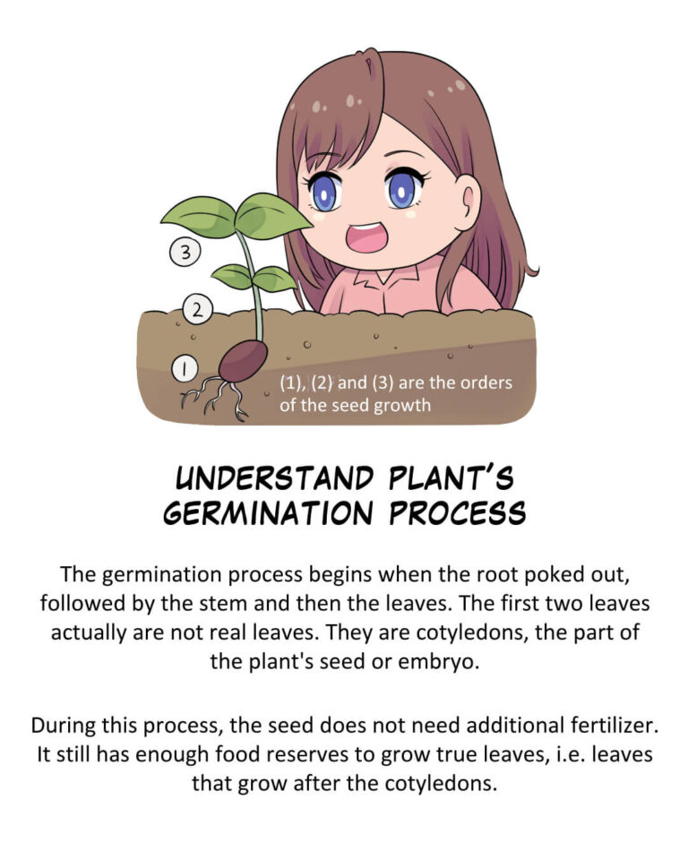 Understand plant’s germination process

The germination process begins when the root poked out, followed by the stem and then the leaves. The first two leaves actually are not real leaves. They are cotyledons, the part of the plant's seed or embryo.

During this process, the seed does not need additional fertilizer. It still has enough food reserves to grow true leaves, i.e. leaves that grow after the cotyledons.

Note:
(1), (2) and (3) are the orders of the seed growth
