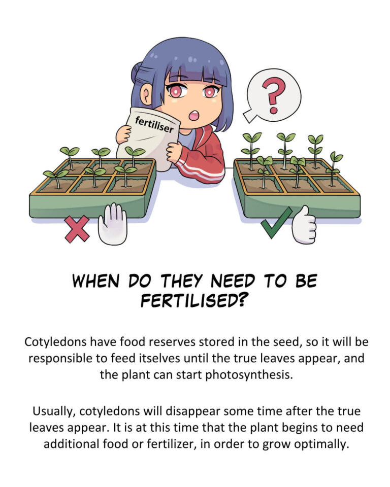 When do they need to be fertilised?

Cotyledons have food reserves stored in the seed, so they will be responsible to feed themselves until the true leaves appear, and the plant can start photosynthesis.

Usually, cotyledons will disappear sometime after the true leaves appear. It is at this time that the plant begins to need additional food or fertilizer, in order to grow optimally.
