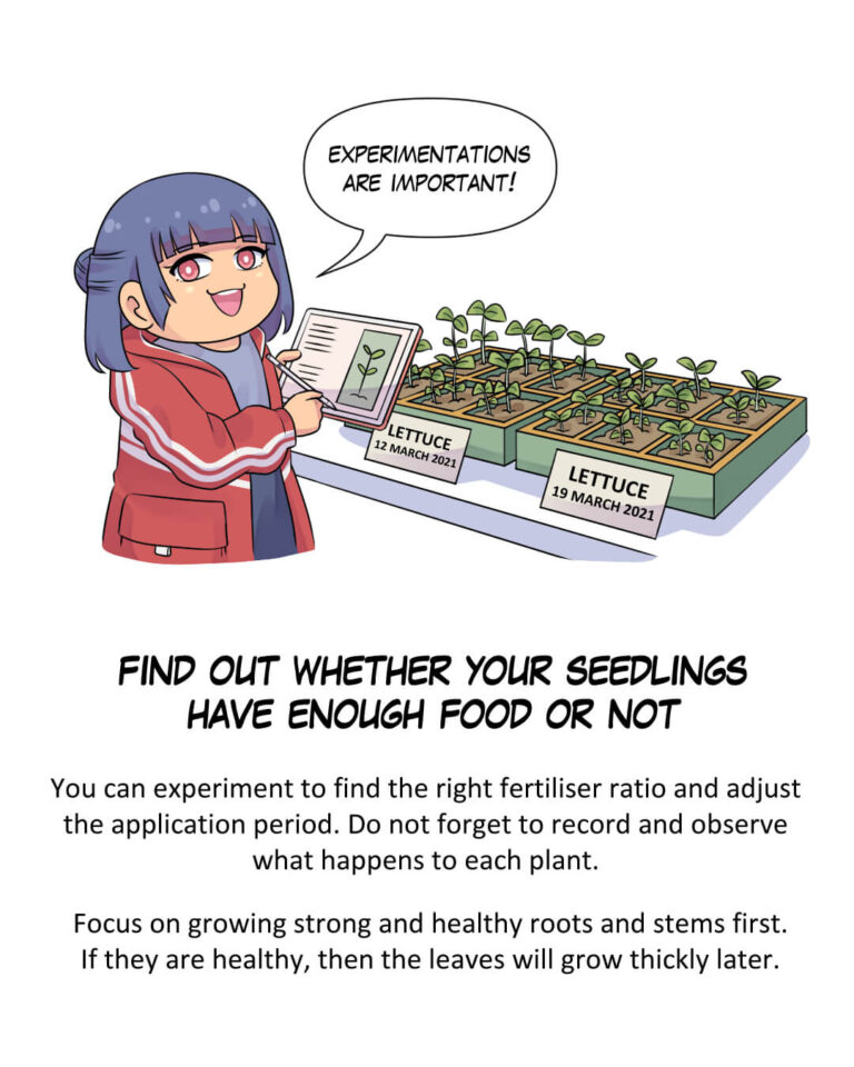 Find out whether your seedlings have enough food or not

You can experiment to find the right fertiliser ratio and adjust the application period. Do not forget to record and observe what happens to each plant.

Focus on growing strong and healthy roots and stems first. If they are healthy, then the leaves will grow thickly later.

Zahra:
Experimentations are important!
