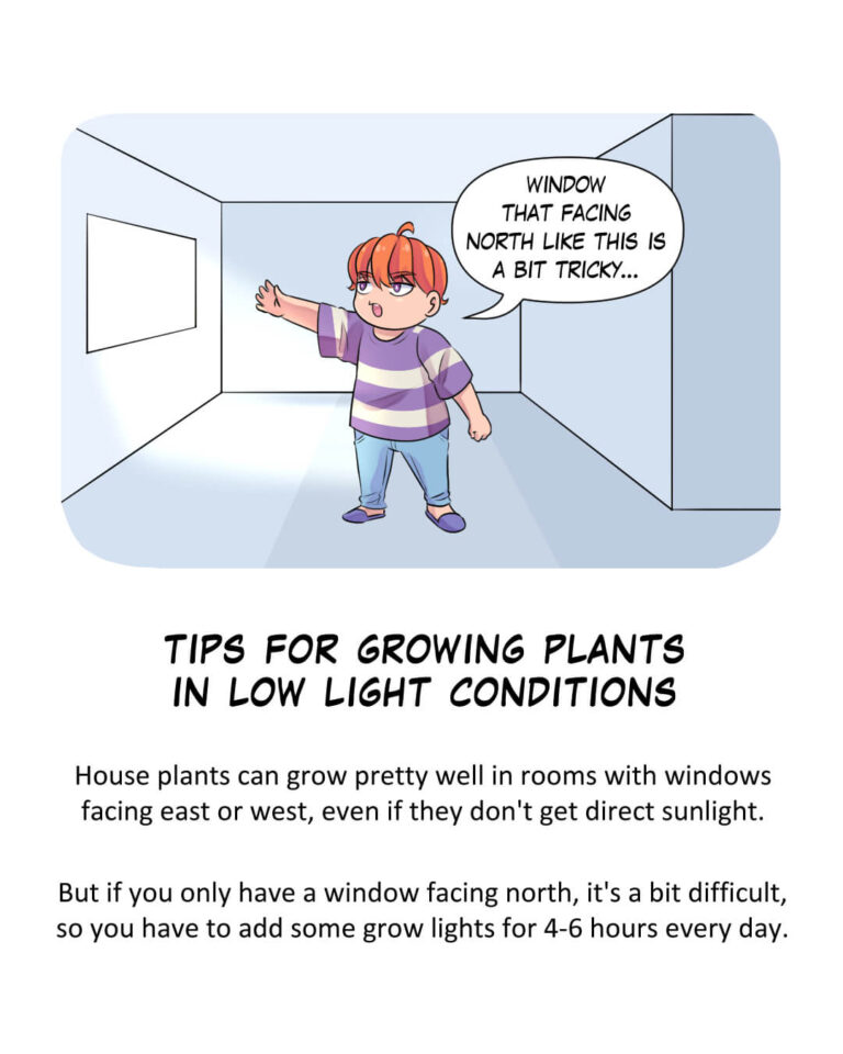 Houseplants for Low Light Indoors