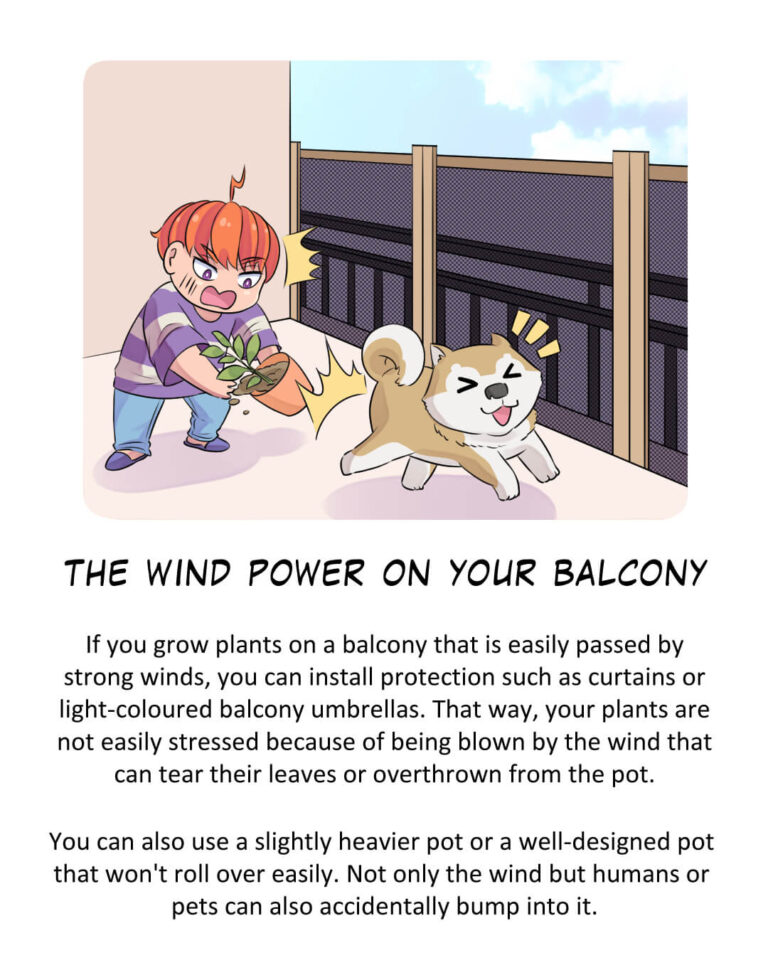 The Wind Power on Your Balcony

If you grow plants on a balcony that is easily passed by strong winds, you can install protection such as curtains or light-coloured balcony umbrellas. That way, your plants are not easily stressed because of being blown by the wind that can tear their leaves or overthrown from the pot.

You can also use a slightly heavier pot or a well-designed pot that won't roll over easily. Not only the wind but humans or pets can also accidentally bump into it.
