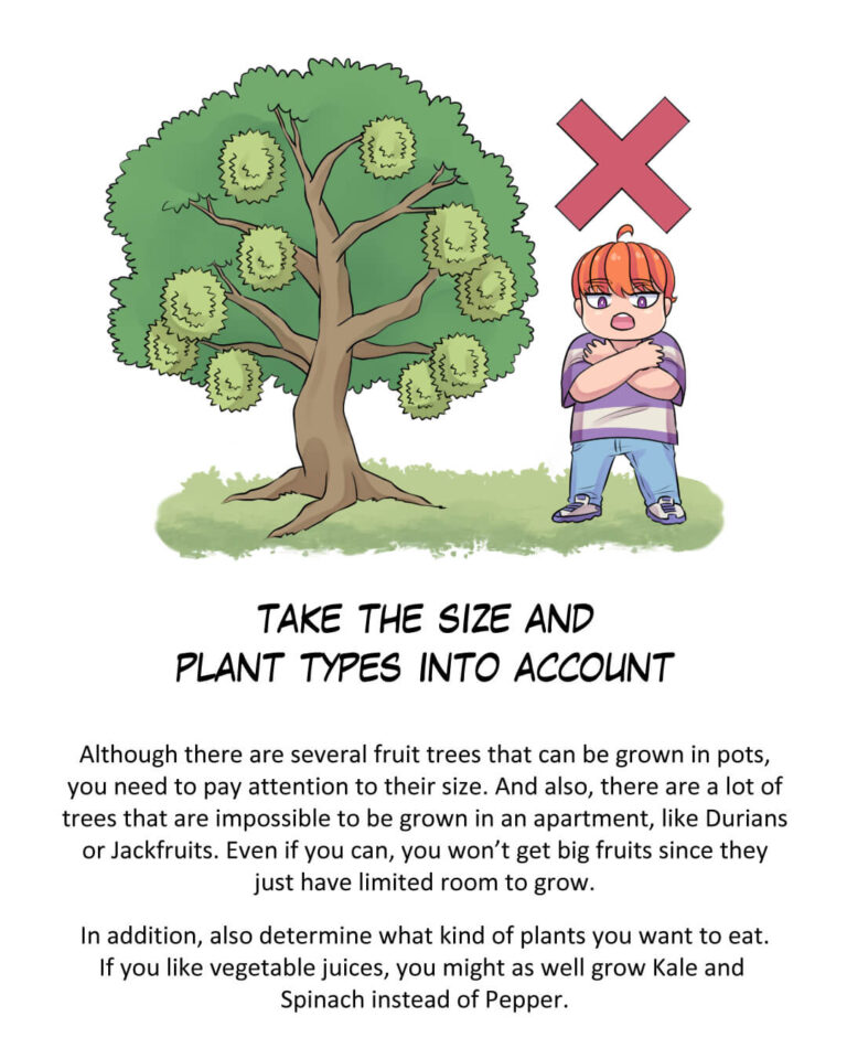 Take The Size and Plant Types Into Account

Although there are several fruit trees that can be grown in pots, you need to pay attention to their size. And also, there are a lot of trees that are impossible to be grown in an apartment, like Durians or Jackfruits. Even if you can, you won’t get big fruits since they just have limited room to grow.

In addition, also determine what kind of plants you want to eat. If you like vegetable juices, you might as well grow Kale and Spinach instead of Pepper.
