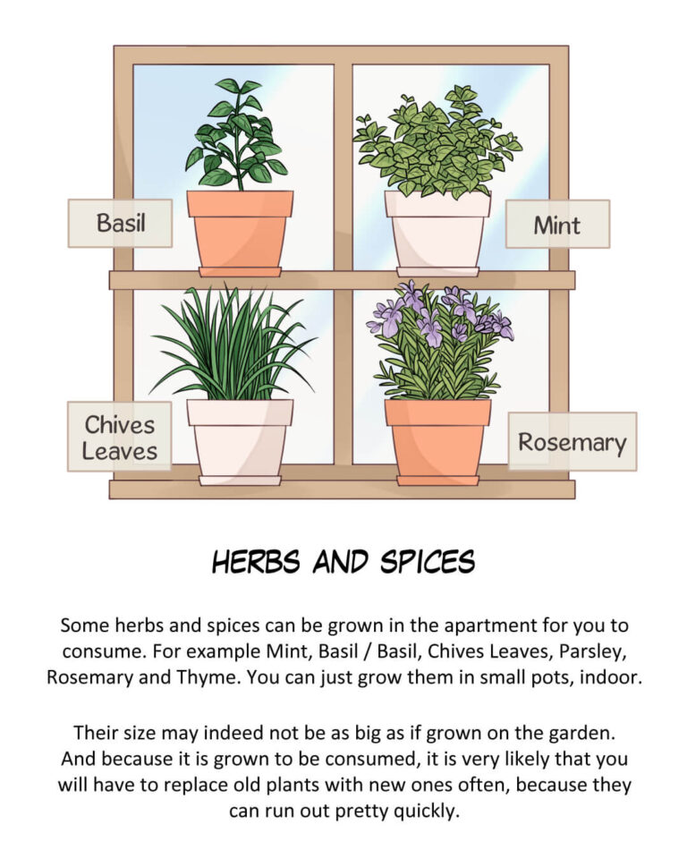 Herbs and Spices

Some herbs and spices can be grown in the apartment for you to consume. For example Mint, Basil / Basil, Chives Leaves, Parsley, Rosemary and Thyme. You can just grow them in small pots, indoors.

Their size may indeed not be as big as if grown in the garden. And because it is grown to be consumed, it is very likely that you will have to replace old plants with new ones often, because they can run out pretty quickly.
