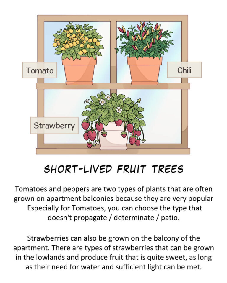 Short-lived Fruit Trees

Tomatoes and peppers are two types of plants that are often grown on apartment balconies because they are very popular. Especially for Tomatoes, you can choose the type that doesn't propagate / determinate / patio.

Strawberries can also be grown on the balcony of the apartment. There are types of strawberries that can be grown in the lowlands and produce fruit that is quite sweet, as long as their need for water and sufficient light can be met.
