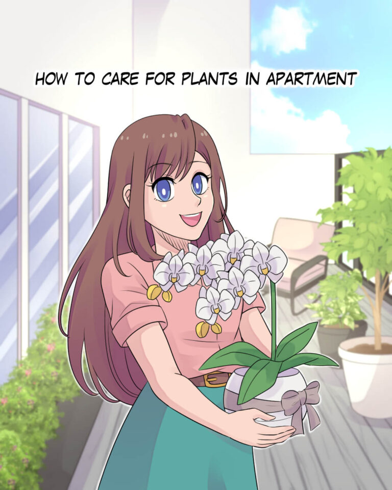 How to Care Our Plants in Apartment