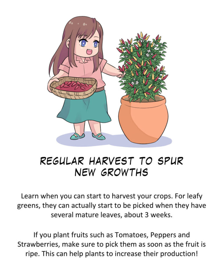 Regular Harvest to Spur New Growths

Teks:
Learn when you can start to harvest your crops. For leafy greens, they can actually start to be picked when they have several mature leaves, about 3 weeks.

If you plant fruits such as Tomatoes, Peppers and Strawberries, make sure to pick them as soon as the fruit is ripe. This can help plants to increase their production!
