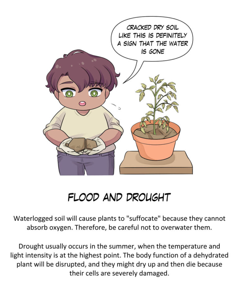 Flood and Drought

Waterlogged soil will cause plants to "suffocate" because they cannot absorb oxygen. Therefore, be careful not to overwater them.
Drought usually occurs in the summer, when the temperature and light intensity is at the highest point. The body function of a dehydrated plant will be disrupted, and they might dry up and then die because their cells are severely damaged.
