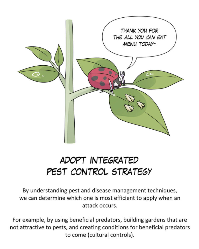 Adopt Integrated Pest Control Strategy

By understanding pest and disease management techniques, we can determine which one is most efficient to apply when an attack occurs.

For example, by using beneficial predators, building gardens that are not attractive to pests, and creating conditions for beneficial predators to come (cultural controls).
